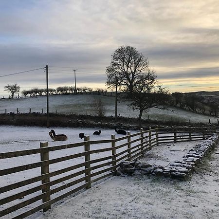 Unique Stay On An Alpaca Therapy Farm With Miniature Donkeys North Wales Mold Exterior photo