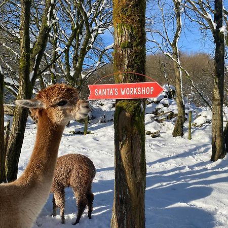Unique Stay On An Alpaca Therapy Farm With Miniature Donkeys North Wales Mold Exterior photo