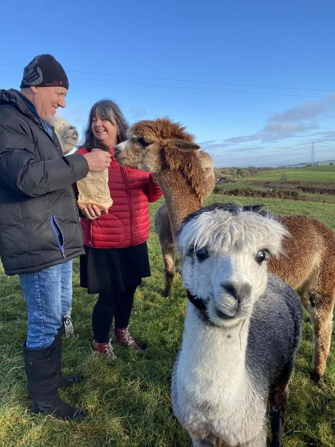 Unique Stay On An Alpaca Therapy Farm With Miniature Donkeys North Wales Mold Exterior photo