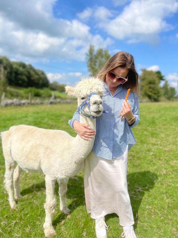 Unique Stay On An Alpaca Therapy Farm With Miniature Donkeys North Wales Mold Exterior photo