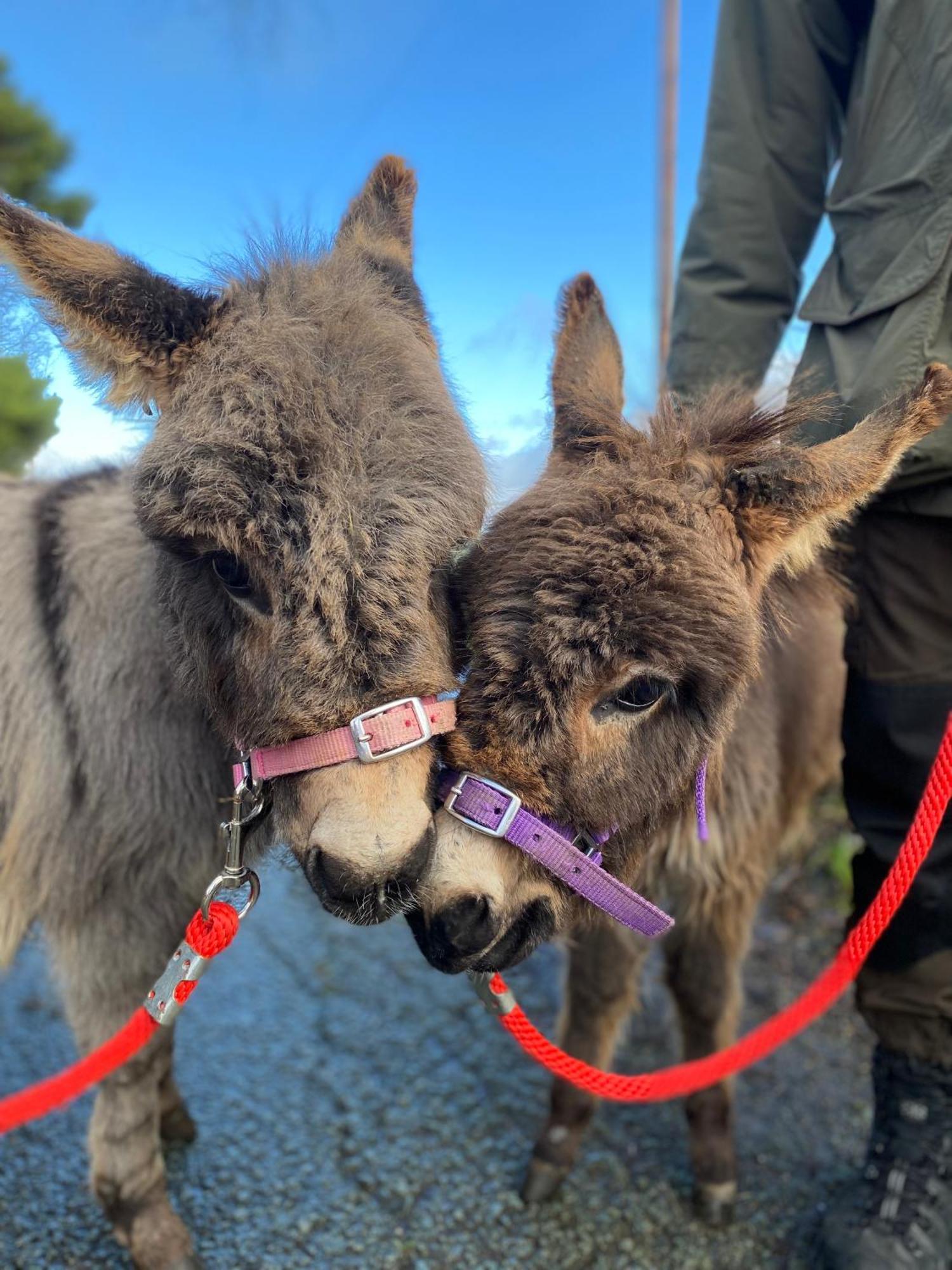 Unique Stay On An Alpaca Therapy Farm With Miniature Donkeys North Wales Mold Exterior photo