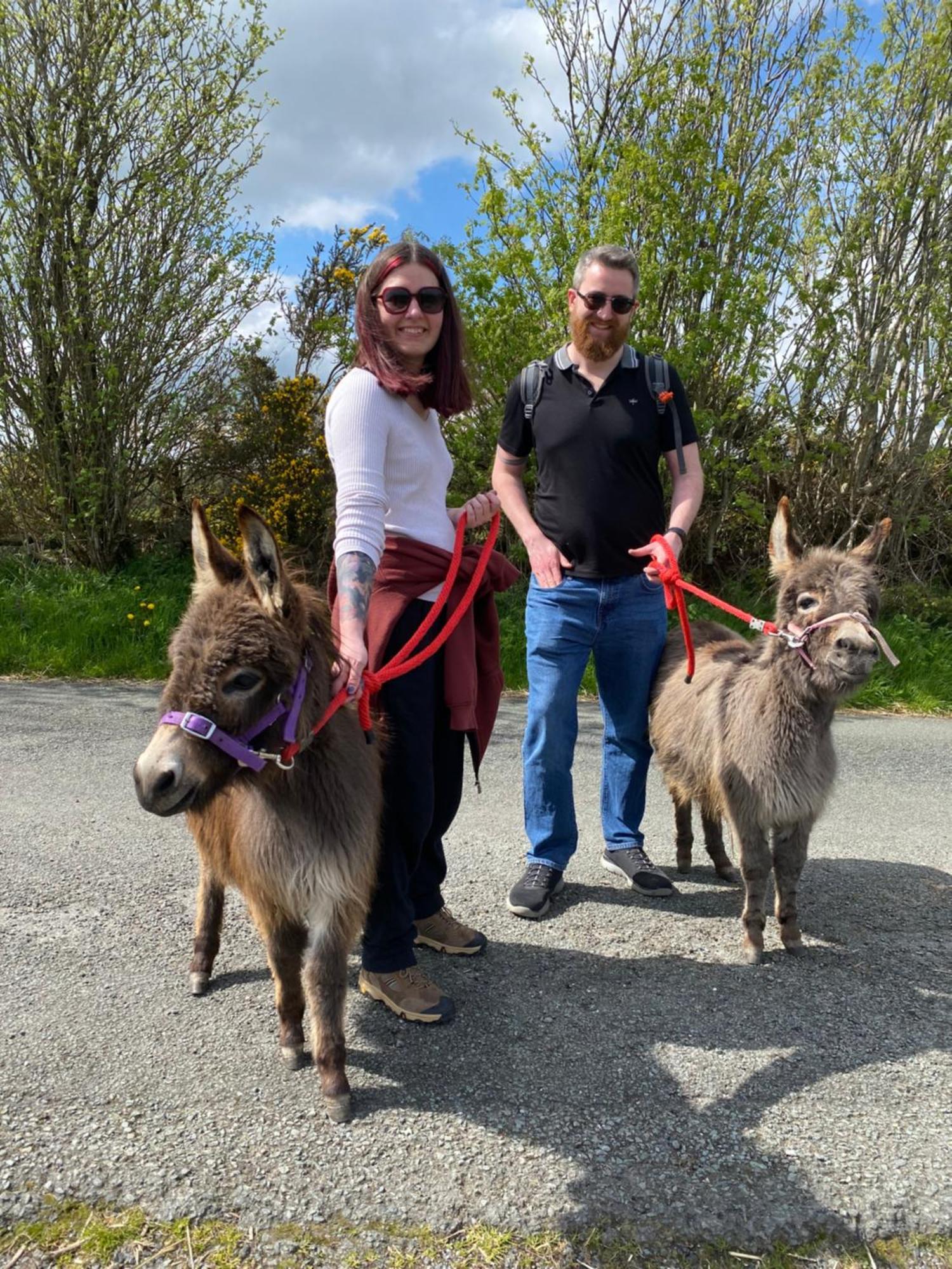 Unique Stay On An Alpaca Therapy Farm With Miniature Donkeys North Wales Mold Exterior photo