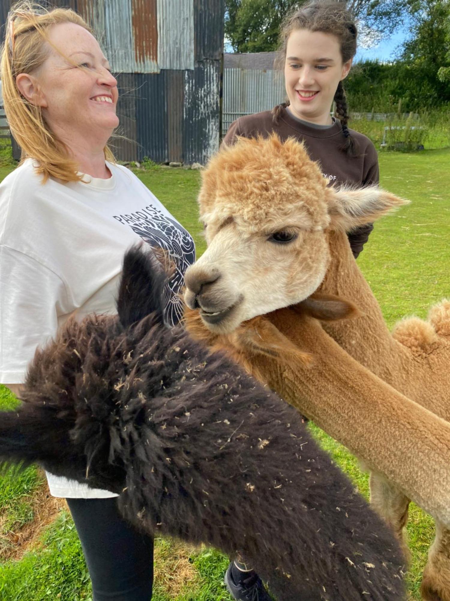 Unique Stay On An Alpaca Therapy Farm With Miniature Donkeys North Wales Mold Exterior photo