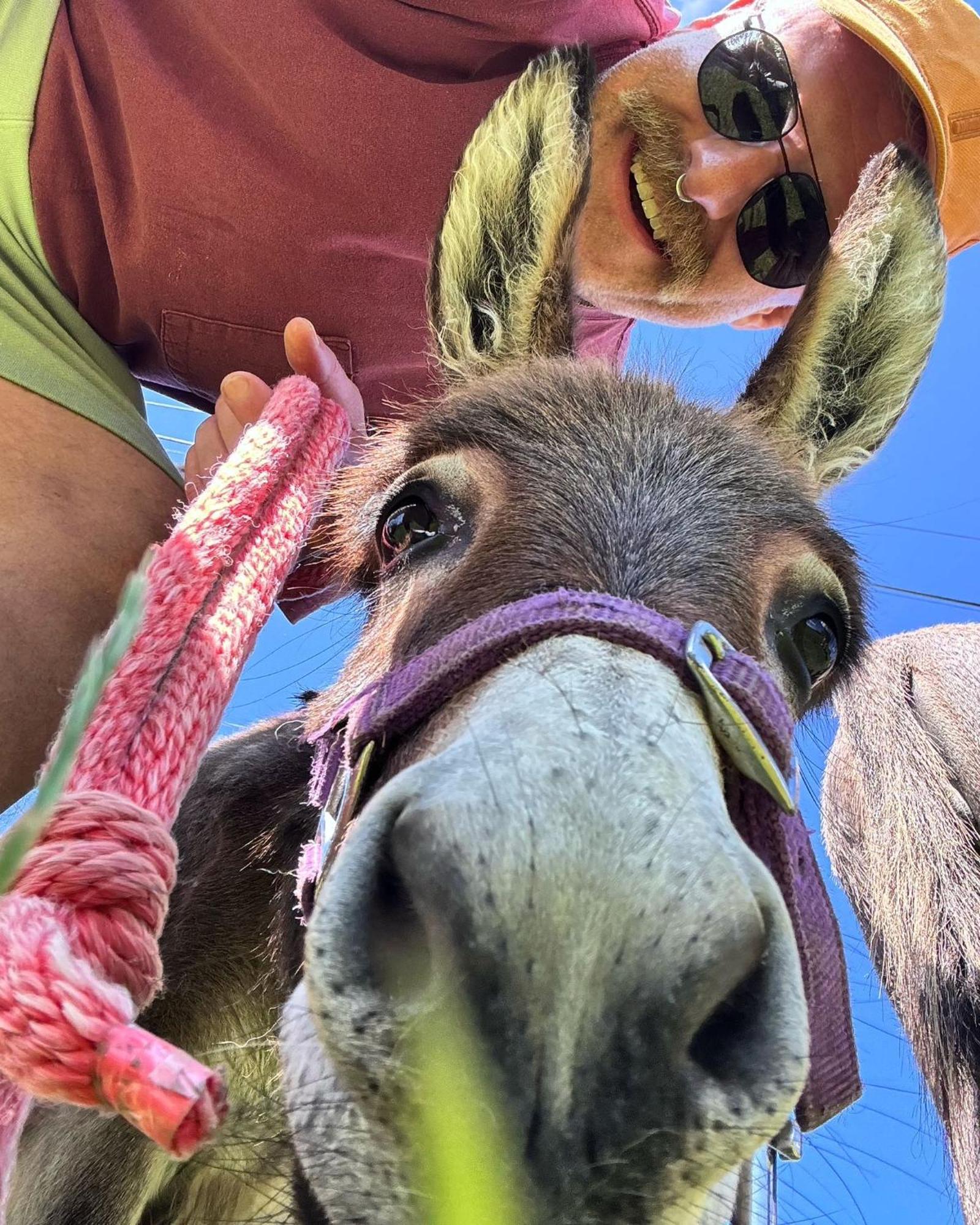 Unique Stay On An Alpaca Therapy Farm With Miniature Donkeys North Wales Mold Exterior photo