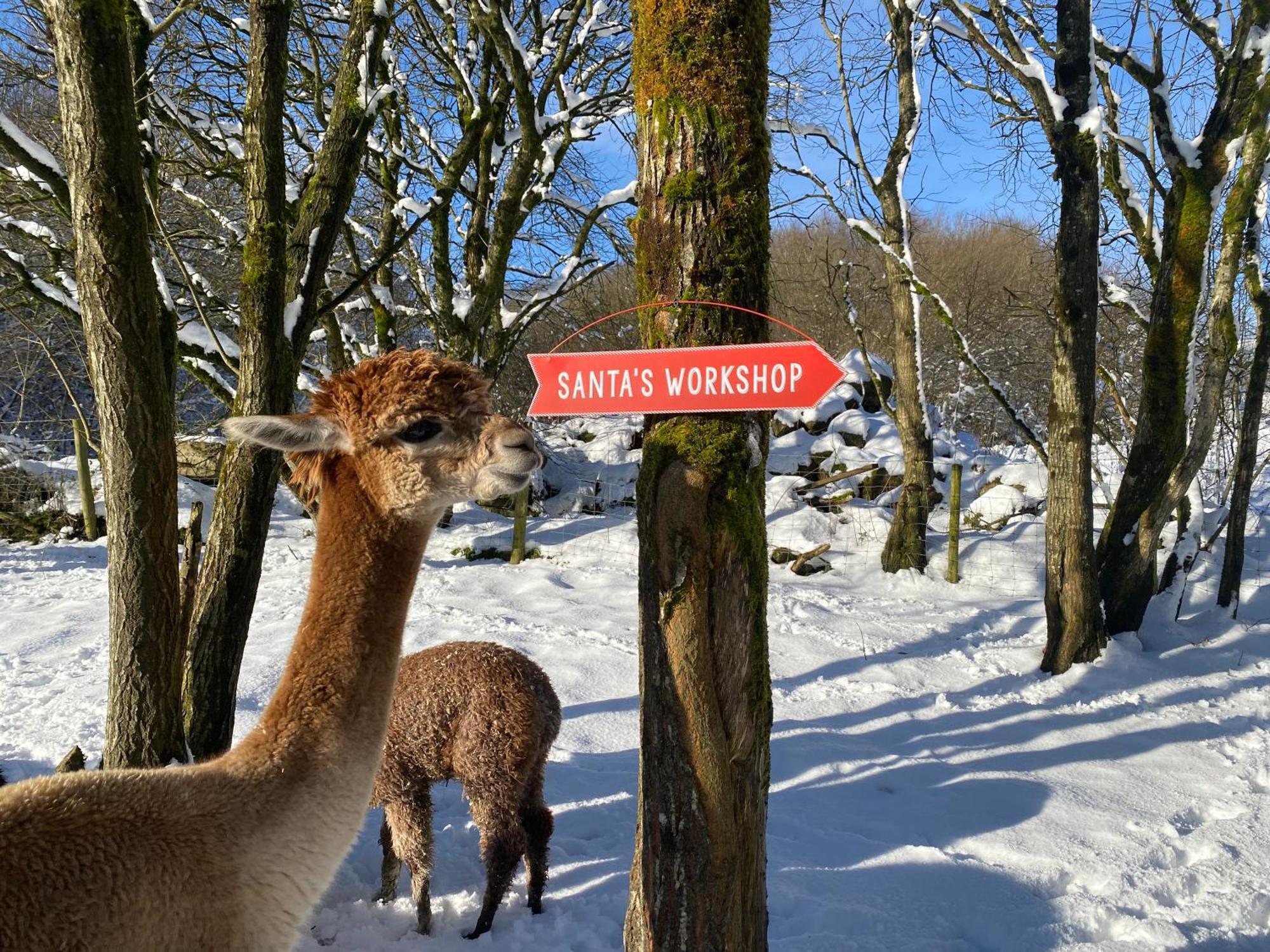Unique Stay On An Alpaca Therapy Farm With Miniature Donkeys North Wales Mold Exterior photo